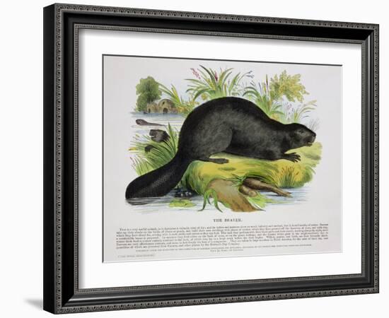 The Beaver, Educational Illustration Pub. by the Society for Promoting Christian Knowledge, 1843-Josiah Wood Whymper-Framed Giclee Print