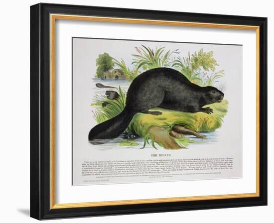 The Beaver, Educational Illustration Pub. by the Society for Promoting Christian Knowledge, 1843-Josiah Wood Whymper-Framed Giclee Print