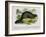 The Beaver, Educational Illustration Pub. by the Society for Promoting Christian Knowledge, 1843-Josiah Wood Whymper-Framed Giclee Print