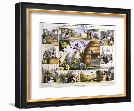 The Bee, C1850-Benjamin Waterhouse Hawkins-Framed Giclee Print