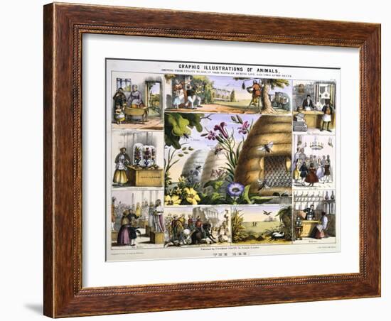 The Bee, C1850-Benjamin Waterhouse Hawkins-Framed Giclee Print