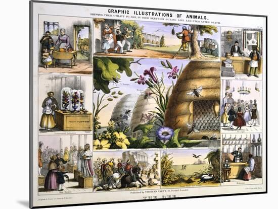 The Bee, C1850-Benjamin Waterhouse Hawkins-Mounted Giclee Print