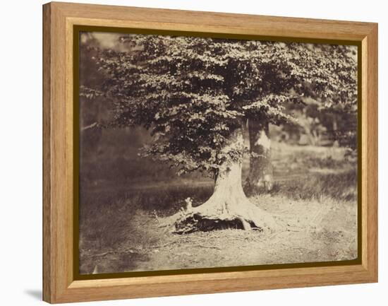 The Beech Tree, c.1855-7-Gustave Le Gray-Framed Premier Image Canvas