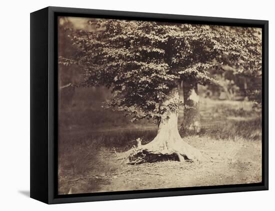 The Beech Tree, c.1855-7-Gustave Le Gray-Framed Premier Image Canvas