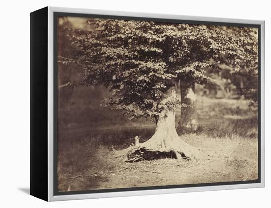 The Beech Tree, c.1855-7-Gustave Le Gray-Framed Premier Image Canvas