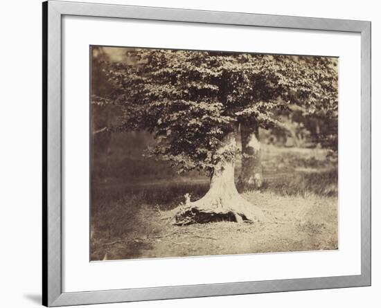 The Beech Tree, c.1855-7-Gustave Le Gray-Framed Photographic Print