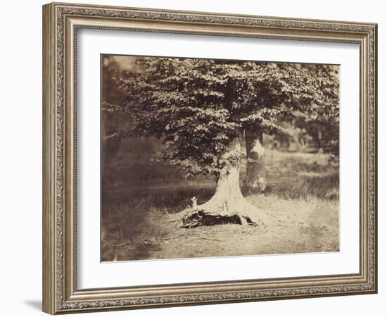 The Beech Tree, c.1855-7-Gustave Le Gray-Framed Photographic Print