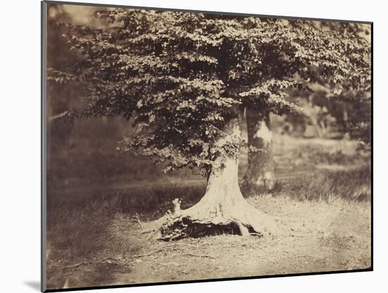The Beech Tree, c.1855-7-Gustave Le Gray-Mounted Photographic Print