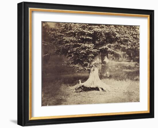 The Beech Tree, c.1855-7-Gustave Le Gray-Framed Photographic Print