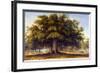 'The Beggars Oak' Giclee Print - John Glover | Art.com