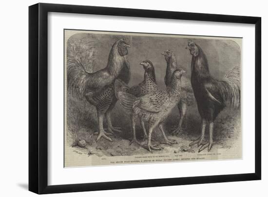 The Begum Pilly Gaguzes, a Species of Indian Poultry Lately Imported into England-Friedrich Wilhelm Keyl-Framed Giclee Print