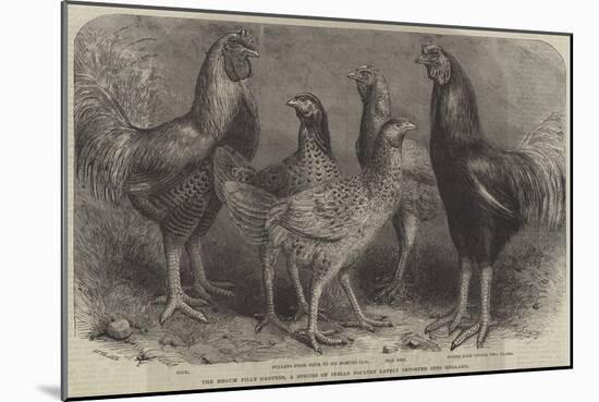 The Begum Pilly Gaguzes, a Species of Indian Poultry Lately Imported into England-Friedrich Wilhelm Keyl-Mounted Giclee Print