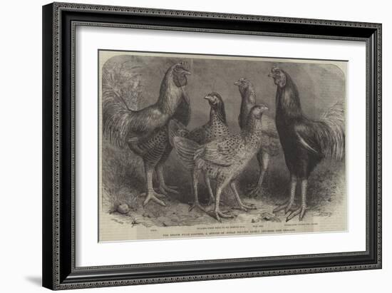 The Begum Pilly Gaguzes, a Species of Indian Poultry Lately Imported into England-Friedrich Wilhelm Keyl-Framed Giclee Print