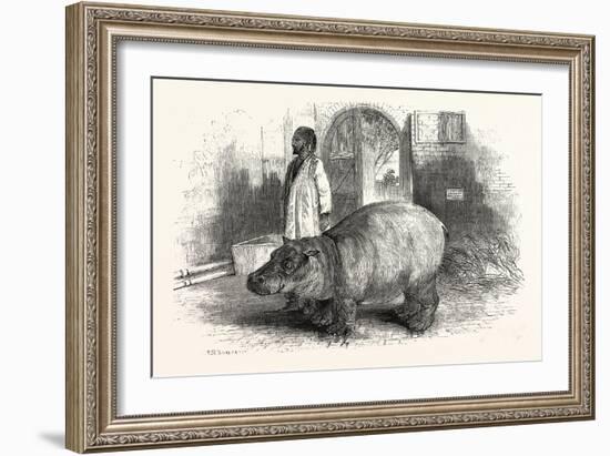 The Behemoth, or Hippopotamus-null-Framed Giclee Print