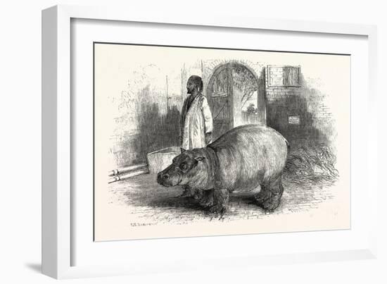 The Behemoth, or Hippopotamus-null-Framed Giclee Print