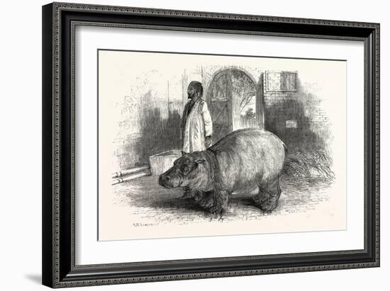 The Behemoth, or Hippopotamus-null-Framed Giclee Print