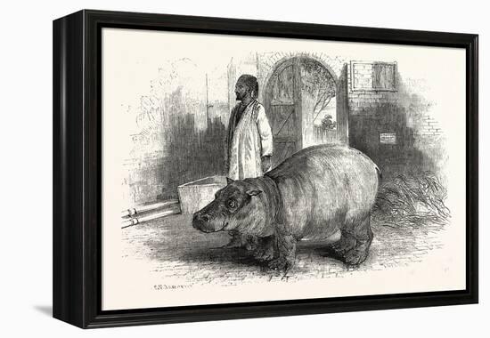 The Behemoth, or Hippopotamus-null-Framed Premier Image Canvas