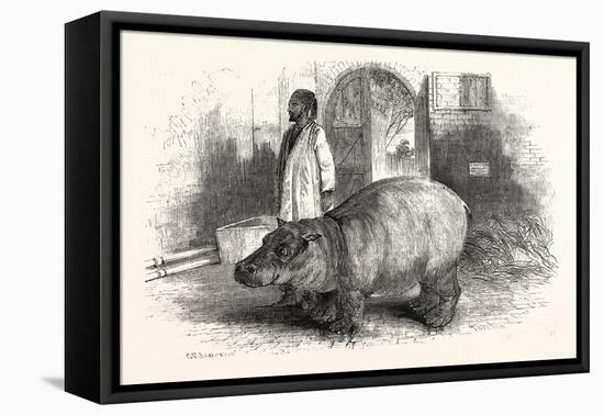 The Behemoth, or Hippopotamus-null-Framed Premier Image Canvas