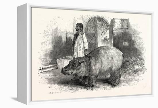 The Behemoth, or Hippopotamus-null-Framed Premier Image Canvas