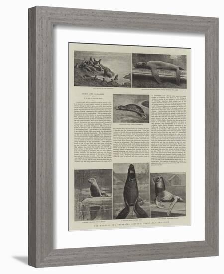 The Behring Sea Fisheries Dispute, Seals and Sea-Lions-null-Framed Giclee Print