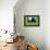 The Belted Galloway-meunierd-Framed Premier Image Canvas displayed on a wall