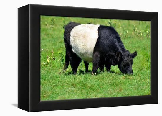 The Belted Galloway-meunierd-Framed Premier Image Canvas