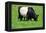 The Belted Galloway-meunierd-Framed Premier Image Canvas