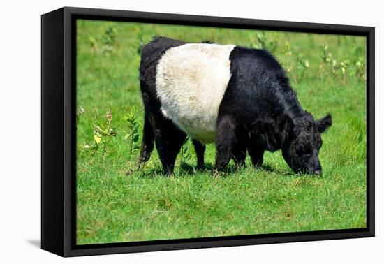 The Belted Galloway-meunierd-Framed Premier Image Canvas