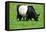 The Belted Galloway-meunierd-Framed Premier Image Canvas