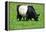 The Belted Galloway-meunierd-Framed Premier Image Canvas