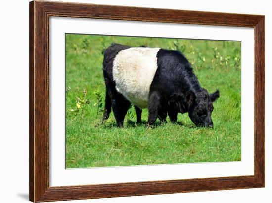 The Belted Galloway-meunierd-Framed Photographic Print