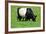 The Belted Galloway-meunierd-Framed Photographic Print