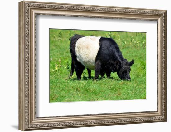 The Belted Galloway-meunierd-Framed Photographic Print