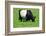 The Belted Galloway-meunierd-Framed Photographic Print