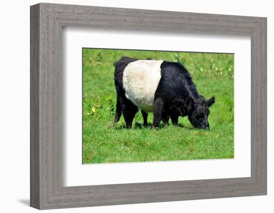 The Belted Galloway-meunierd-Framed Photographic Print