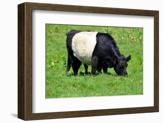 The Belted Galloway-meunierd-Framed Photographic Print