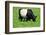 The Belted Galloway-meunierd-Framed Photographic Print