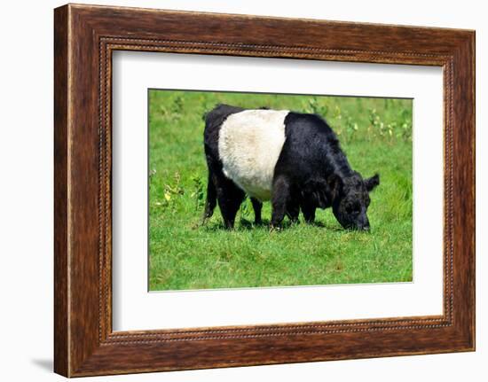 The Belted Galloway-meunierd-Framed Photographic Print