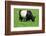 The Belted Galloway-meunierd-Framed Photographic Print