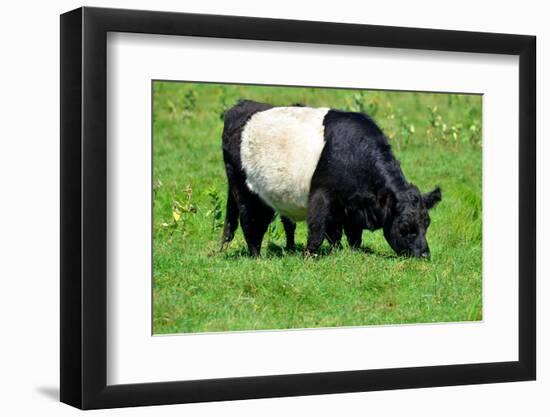 The Belted Galloway-meunierd-Framed Photographic Print