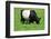 The Belted Galloway-meunierd-Framed Photographic Print