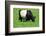 The Belted Galloway-meunierd-Framed Photographic Print