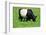 The Belted Galloway-meunierd-Framed Photographic Print