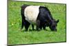 The Belted Galloway-meunierd-Mounted Photographic Print