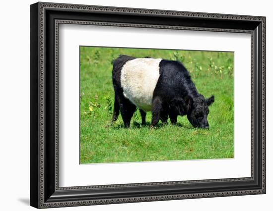 The Belted Galloway-meunierd-Framed Photographic Print