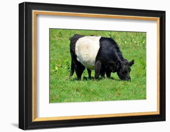 The Belted Galloway-meunierd-Framed Photographic Print