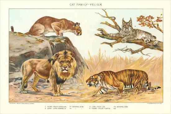 Art Print, , large