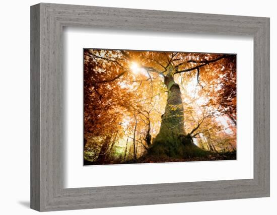 the big red oak-Philippe Manguin-Framed Photographic Print