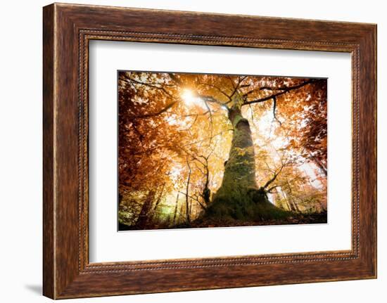 the big red oak-Philippe Manguin-Framed Photographic Print