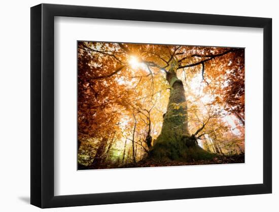 the big red oak-Philippe Manguin-Framed Photographic Print